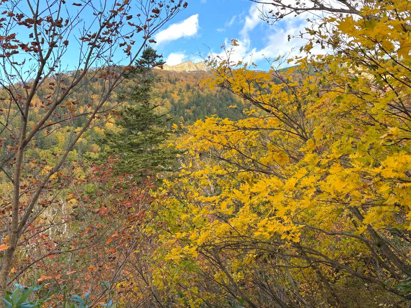 愛山渓登山口-沼ノ平-1591ピーク 往復コースの写真