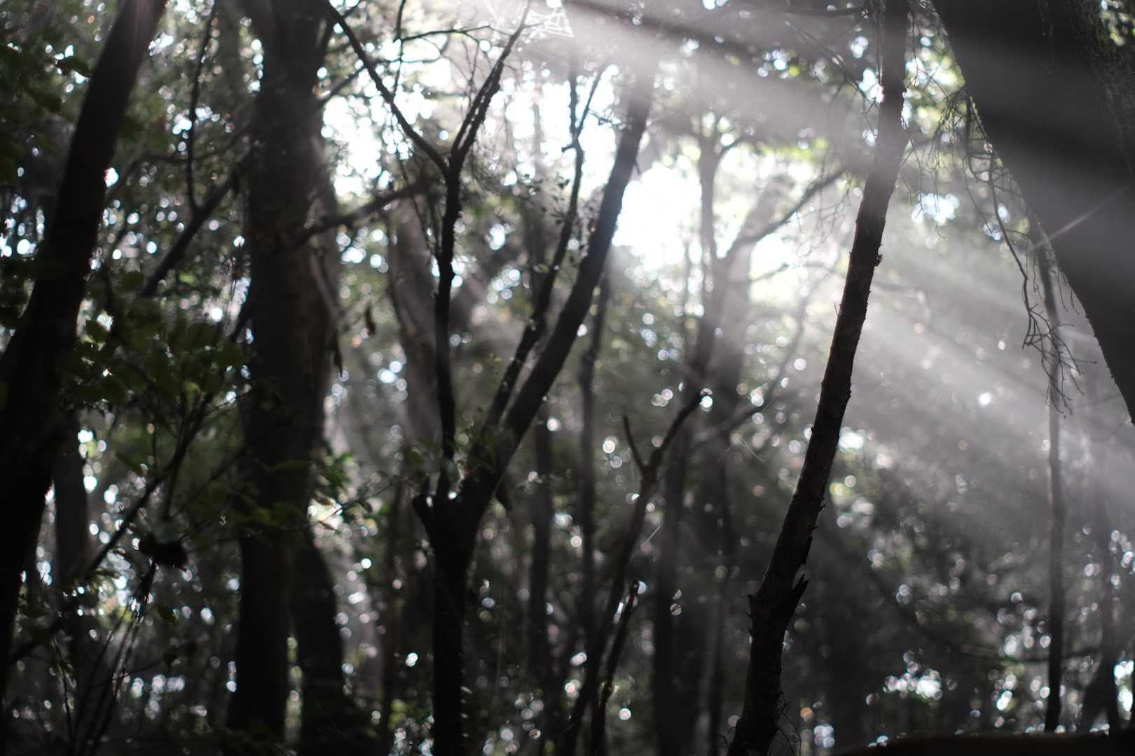 西茶臼山 周回コースの写真