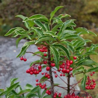 下に赤い身が付くのはマンリョウ
上に付くのはセンリョウと聞いたので、マンリョウかなあ？