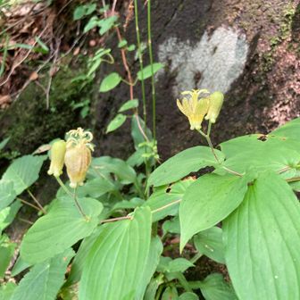 今から、盛り🌸