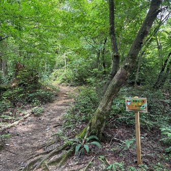 ミヤマウズラは半田コースに入って100ｍ地点にあるのだそう。