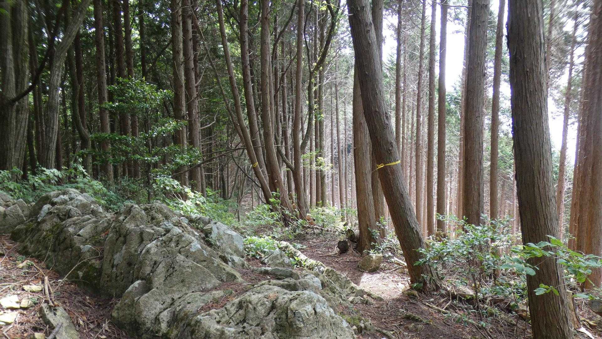 カンノ木山へ向けて急坂を登りきる。
尾根の上に出ると風が抜けて気持ちいい。