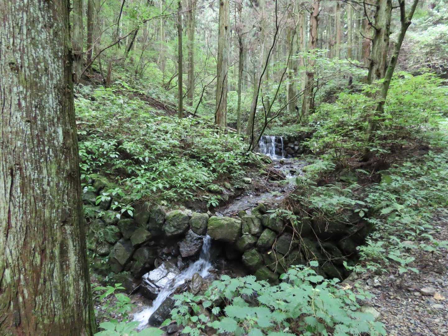 沢の流れに涼しさを感じながら登ります。