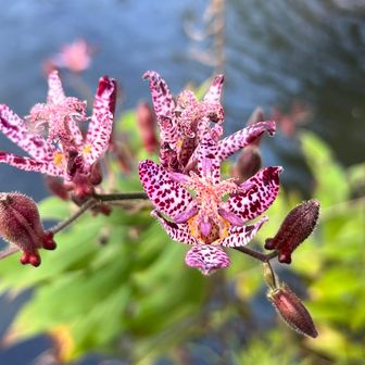 今日のお花達を紹介～
奉幣殿前の池に咲いたホトトギス。