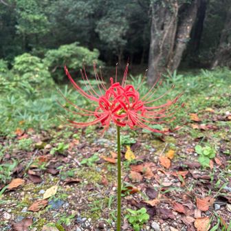 あーお彼岸だ〜