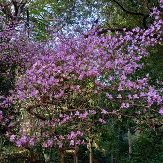 ミツバツツジ？