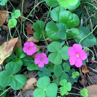 三つ葉の花？　カタバミと言う花らしいです
