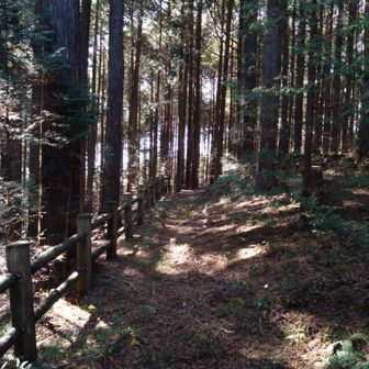 まだふかふかの道が続く
木漏れ日も良き✨