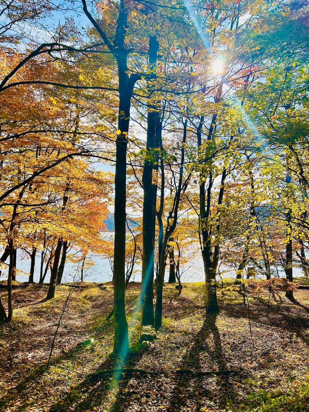 烏帽子岳登山口-烏帽子岳登山口バス停-榛名高原学校入口バス 周回コースの写真