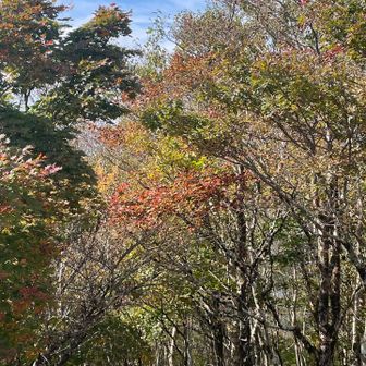 少し紅葉🍁しています