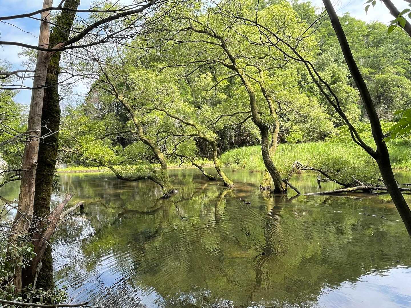 池の風景に癒される✨