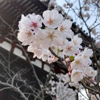 お寺の中の桜もいい感じに咲いてました🌸

本日は二上山周辺を行ったり来たり
1度で3回楽しんだ１日でした

では、🚃で帰路へ…


しかし、まだ事件はここからだったのです
帰りの🚃がとあるトラブルでまーまーな時間、途中の駅で🚃停車💨

お陰で列車喫茶（コーヒーなし☕️）と車窓からのキレイな夕陽🌇を楽しむこととなりました

ご清聴ありがとうございました✋