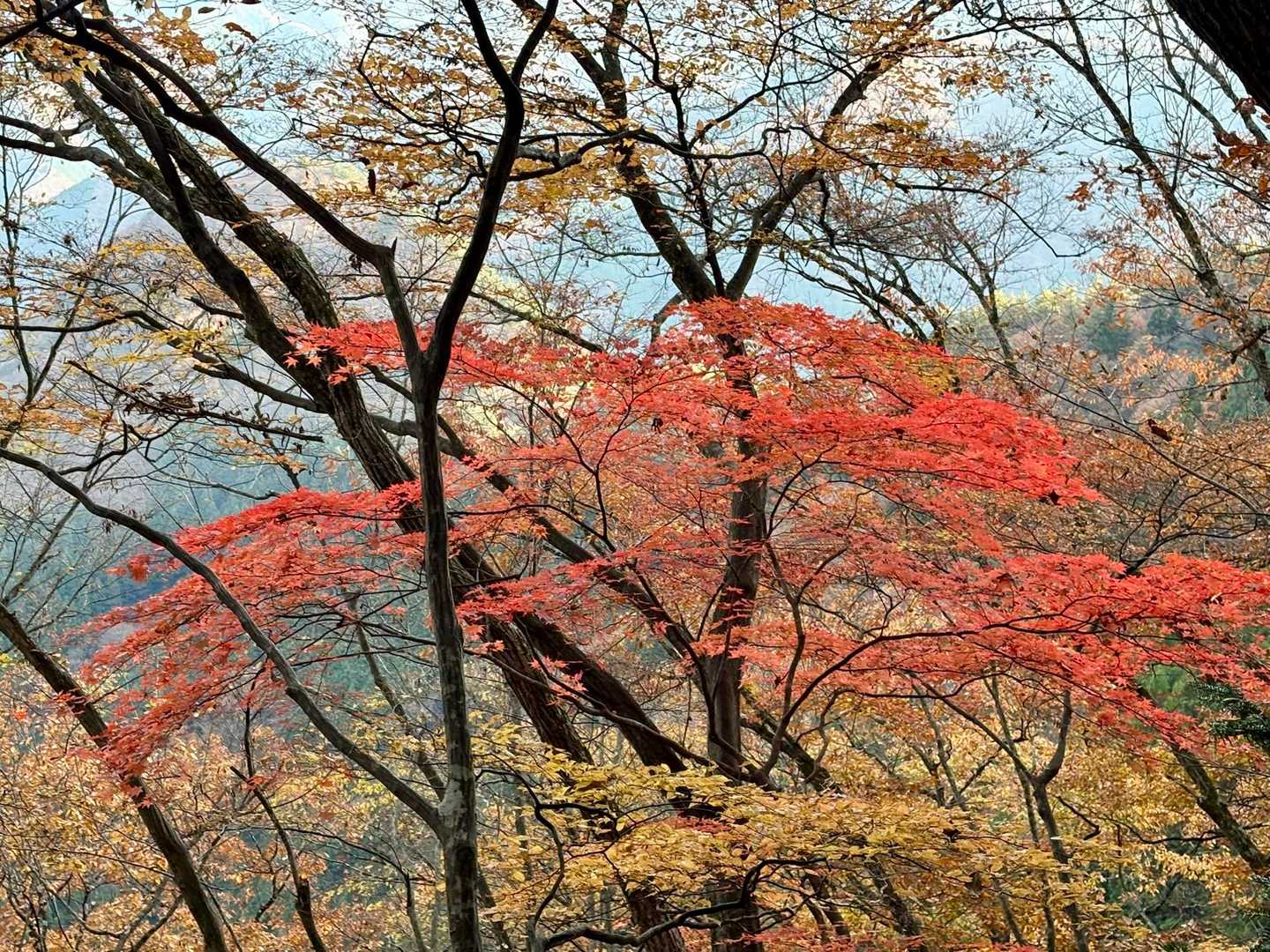 下山も紅葉を堪能しながら