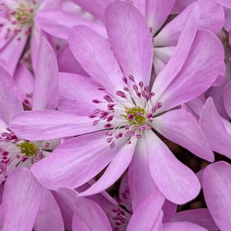 まだ、プリプリ