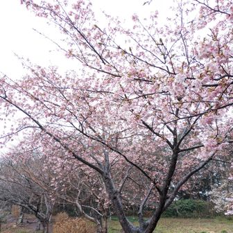 逆光が上手くいって凄い綺麗に撮れたの