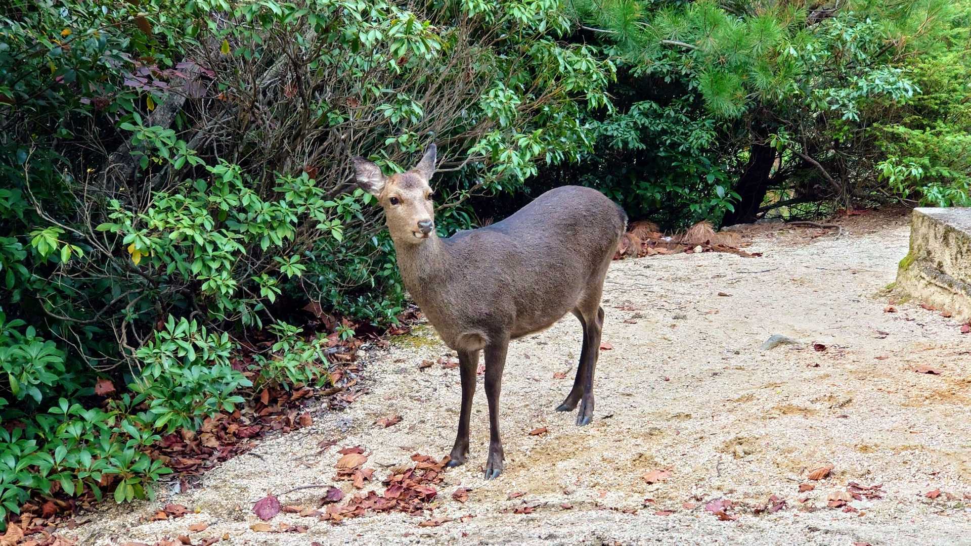 弥山登山道入口-紅葉谷橋-弥山 周回コースの写真