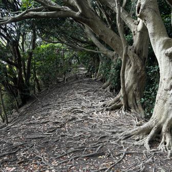 グワっとした木が並んでいる。足元は根っこ道。

「変わった感じの木ですよね。誰が作ったのか、アーティストの才能があると思います」