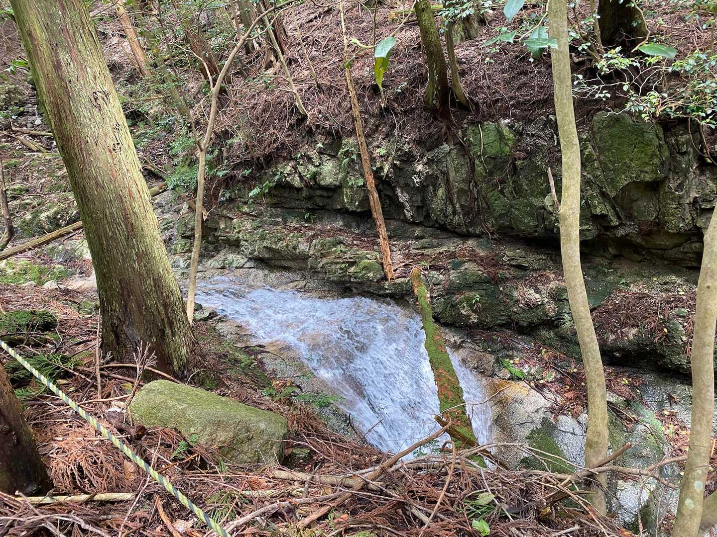 ネコ最高点-ネコ-笠岳-菰野富士 周回コースの写真