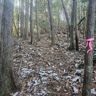 裏が白い朴の葉がたくさん落ちていて、遠目には霜が降りているように見えました。