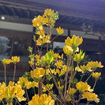 🌼、