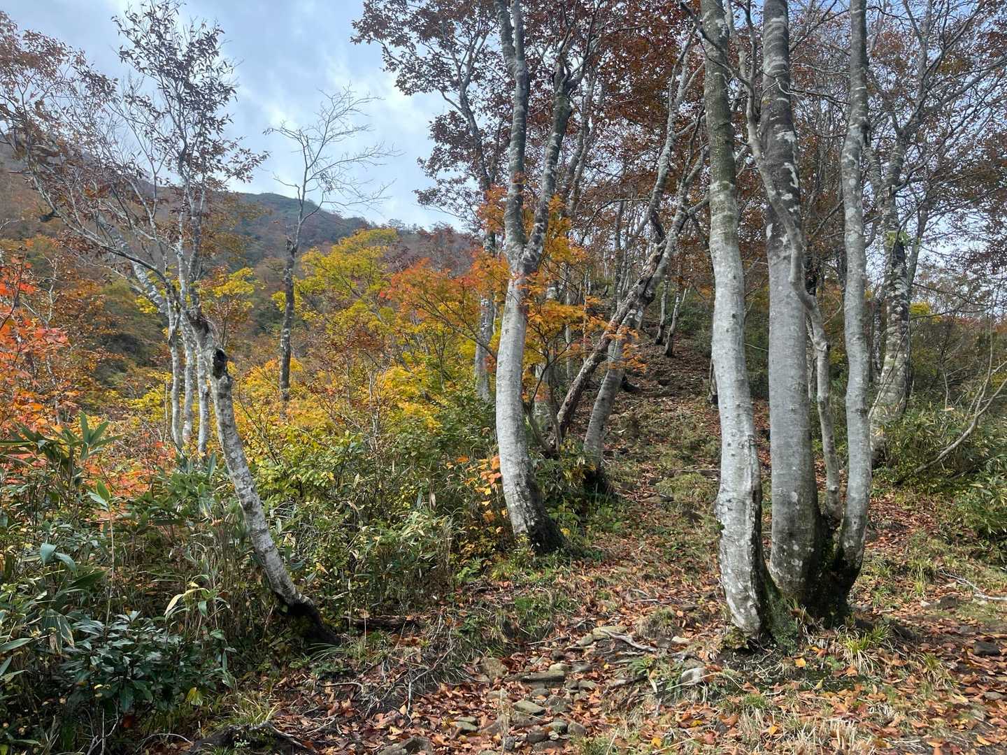 温見峠-能郷白山 往復コースの写真
