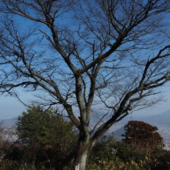 ブランコの奥にこんな立派な桜の木があった😵