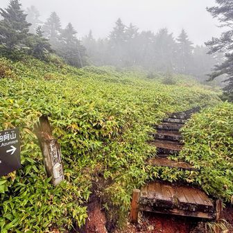 茨木高原との分岐から、最後に急登します📈
この辺りから雨が本降りになりました🌧️