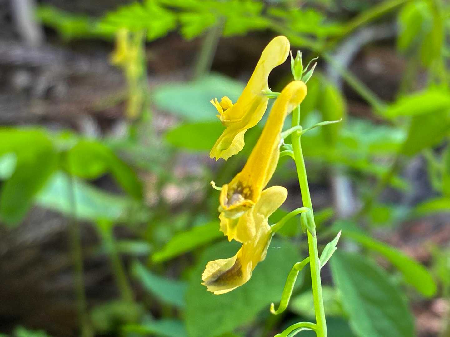キケマン(黄華鬘)