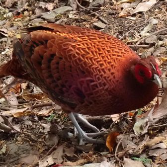 下山開始
「降りも案内するばい」