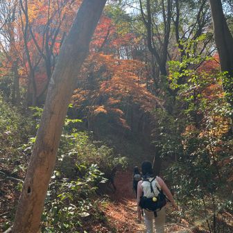 モミジが綺麗。🍁