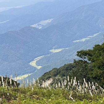 下界は今日新記録の39.5度（大津市）だったそうな
山に来ててよかったー