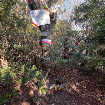 寄らなくてもよいネコ