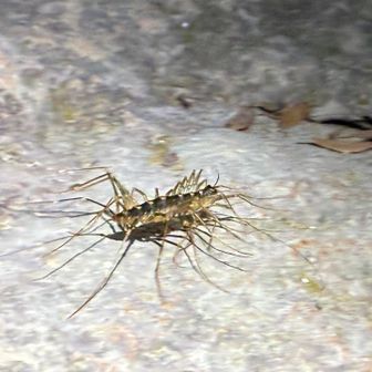 でかかった！！