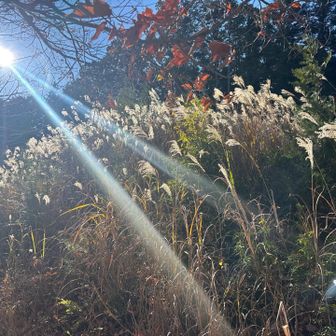 太陽に照らされたススキの穂も綺麗🤩
