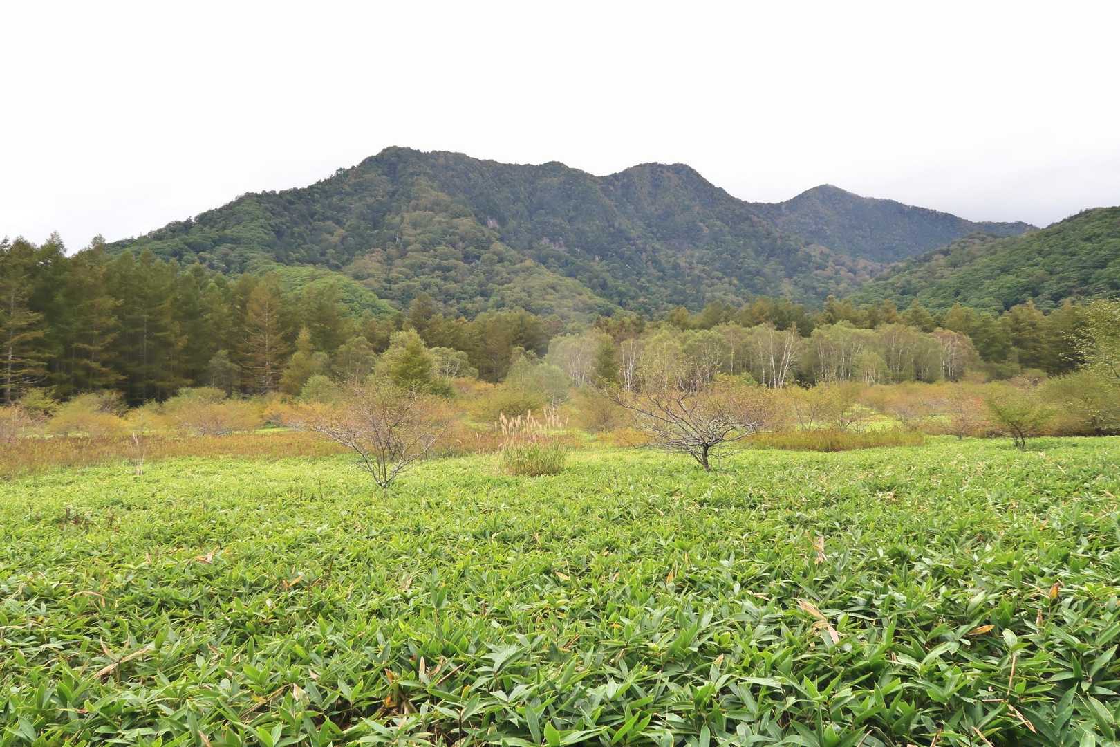 湖上山(中央右寄り)と小田代湿原。右に外山。
見えませんけど、奥に日光白根山の方向。