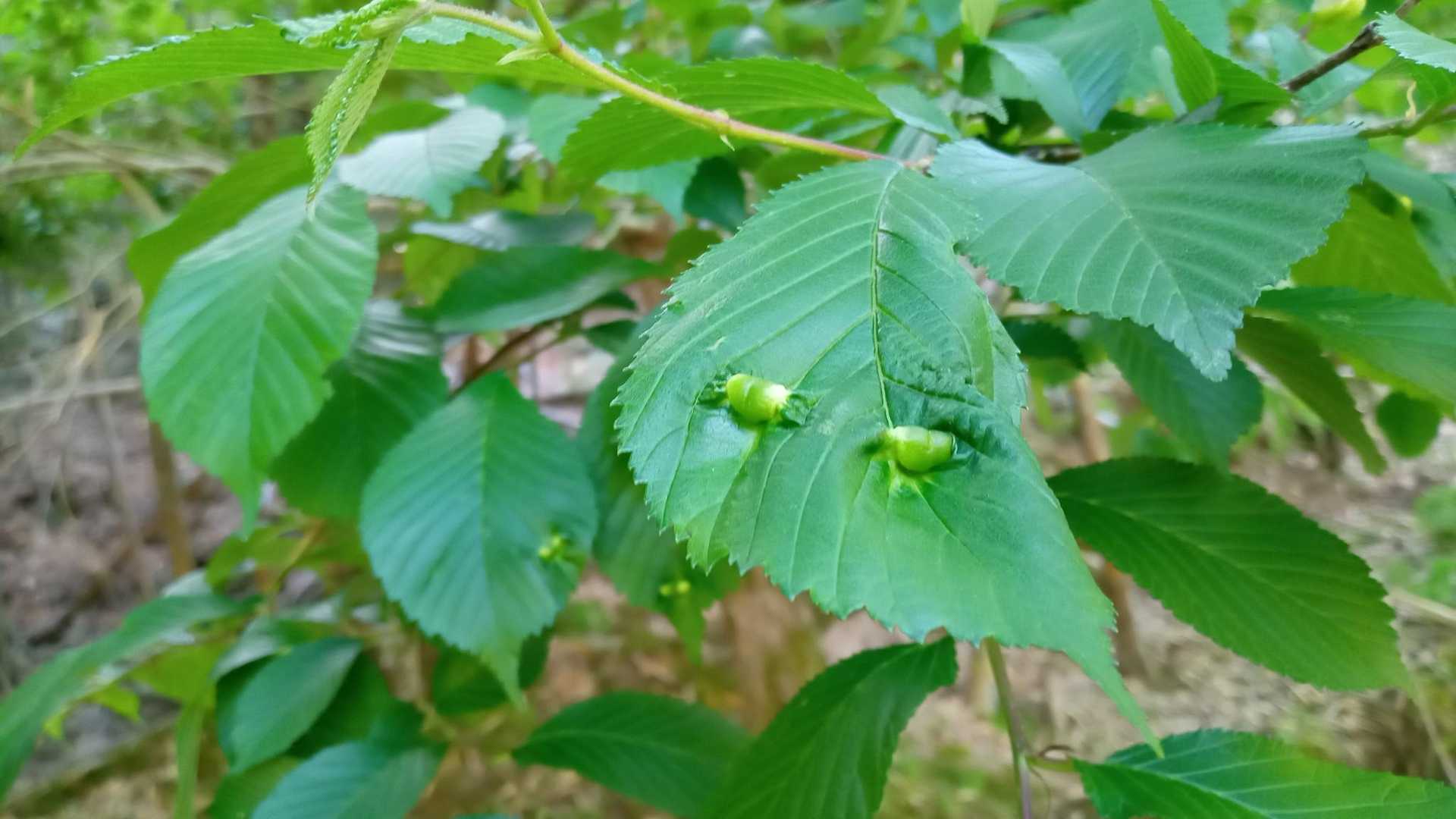 コレはなんだろうと思ったけど、何かしらの虫の仕業？