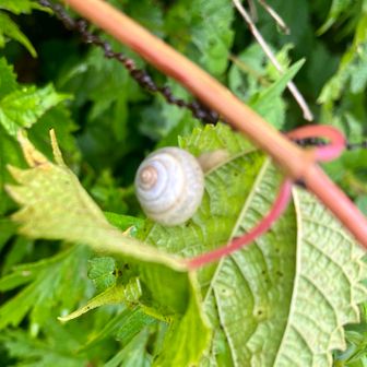 🐌