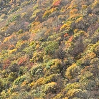 柔らかくて美しい🍁