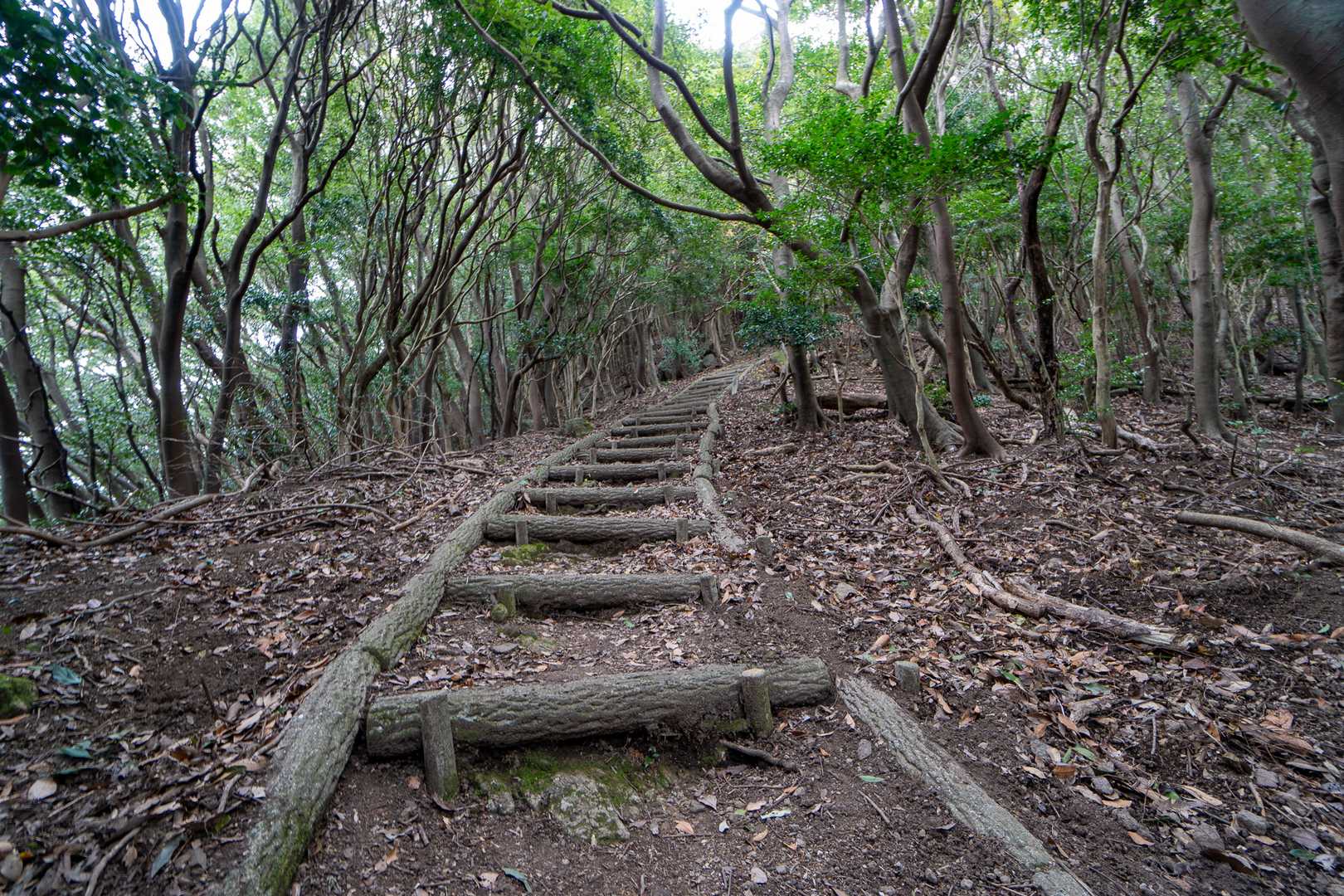 山頂手前はこんな階段