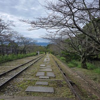蹴上インクライン
夏草が綺麗に刈られてすっきりしてた
ここの桜はもうすっかり葉を落としています