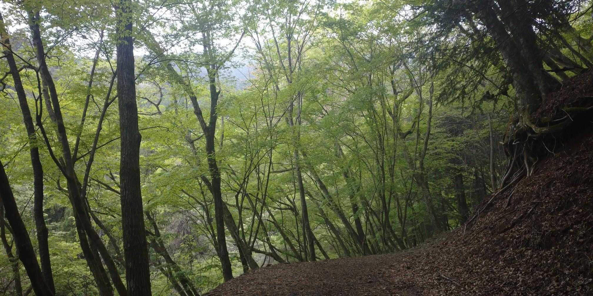 新緑が気持ちいい💚