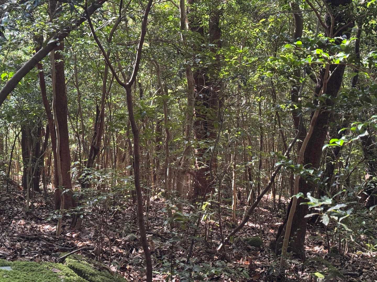 イノシシの親子が出没🐗たぶん写ってない
ウリ坊が一生懸命親について行ってるの可愛かったし、足音がリズミカル且つ息が揃ってた🥰