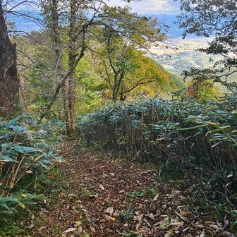 猪去沢へ下山します。整備されています👌