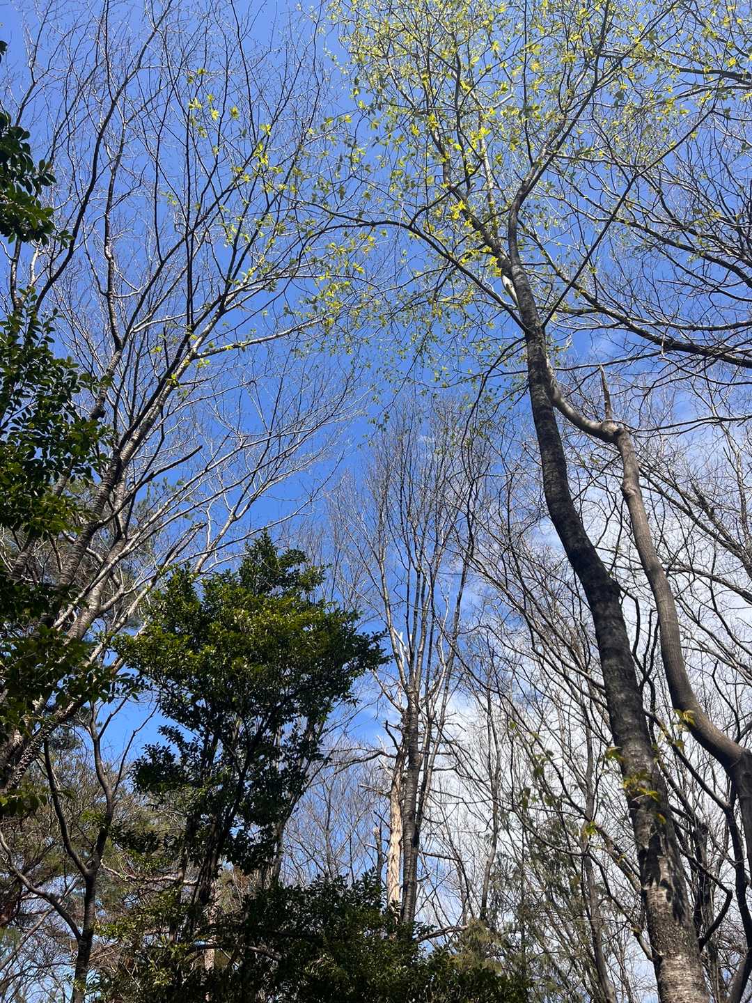高根は眺望無し😢でも木々に囲まれ風もなく暖かい😊