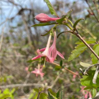 ウグイスカグラ