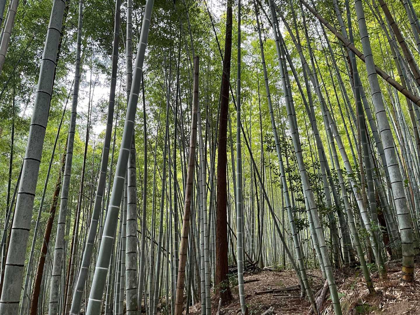 美しい竹林