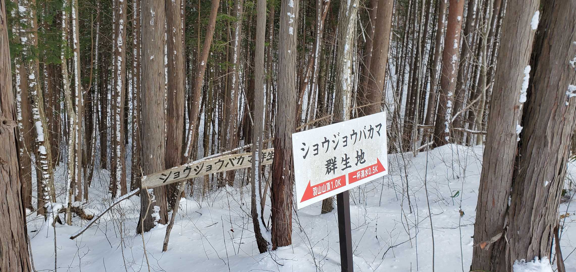 春にいいですね
ショウジョウバカマ群生地