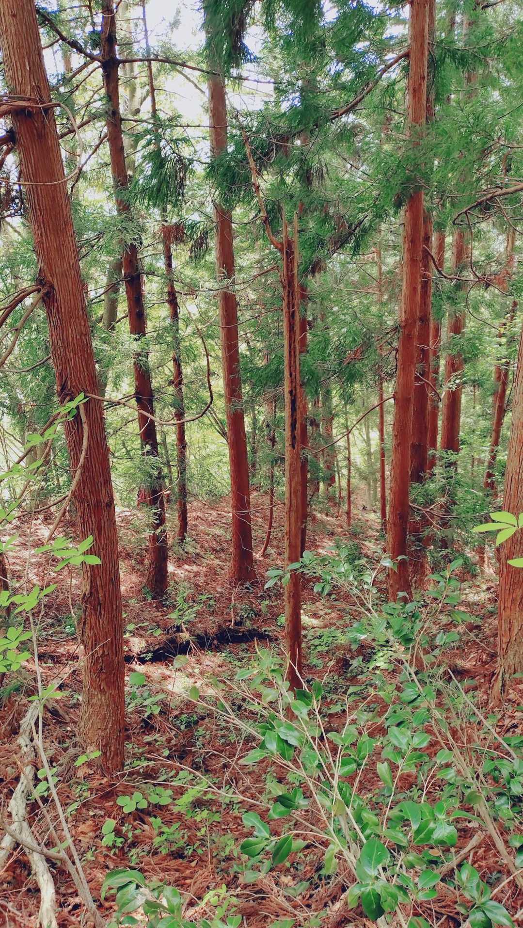 小俣登山口-蛇逃峠-日本国-蔵王堂登山口-小俣バス停 周回コースの写真