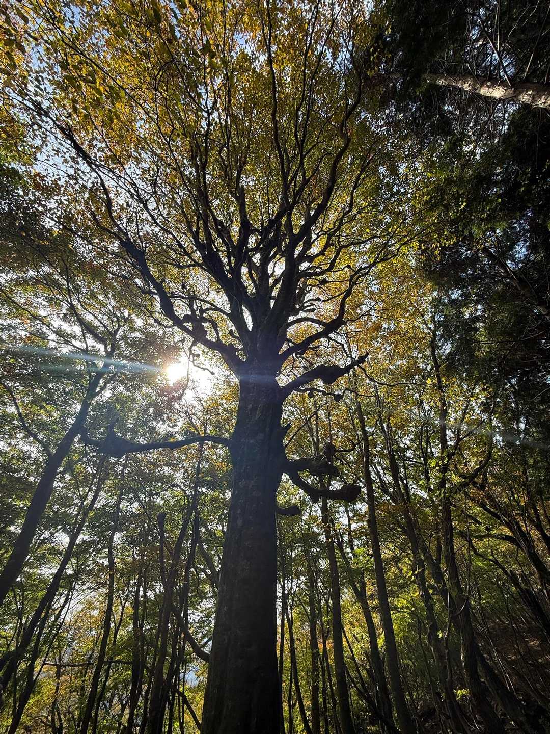 🌳存在感ありました✨
枝がコブコブしてるのは病気なんかな？🤫