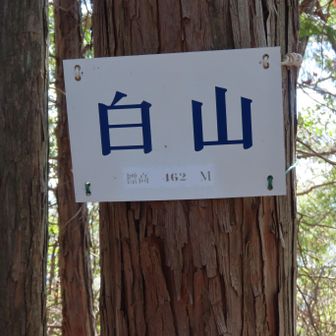 白山トウチャコ👍